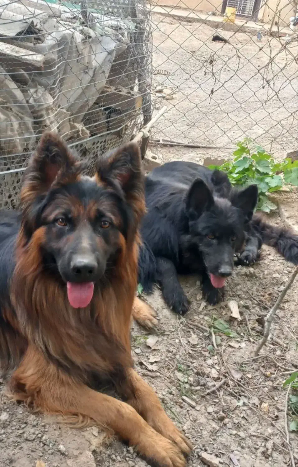 ژرمن موبلند بلک|سگ|مشهد, امیریه|دیوار