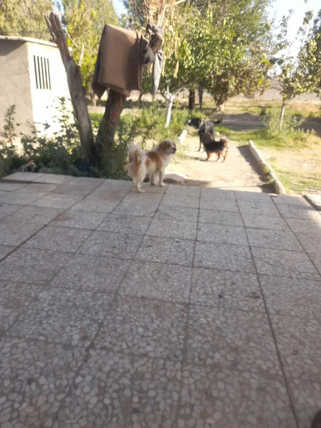 سگ پاکوتا|سگ|ماهدشت, |دیوار