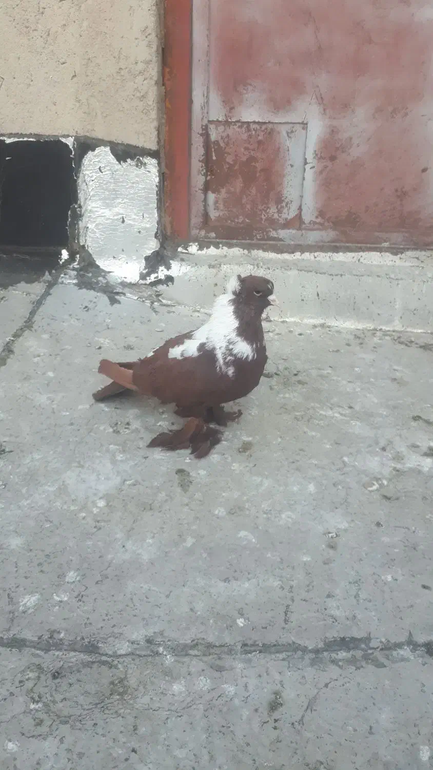 گگلیی قرمزی نشان آلابوغاز نر...گگلیی|پرنده|اردبیل, |دیوار