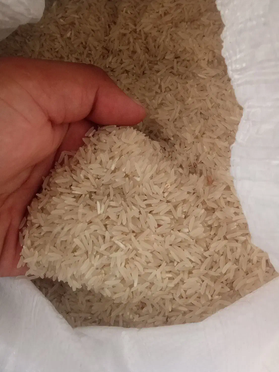 برنج فجر سالم و خوش عطر|خوردنی و آشامیدنی|علیآباد کتول, |دیوار