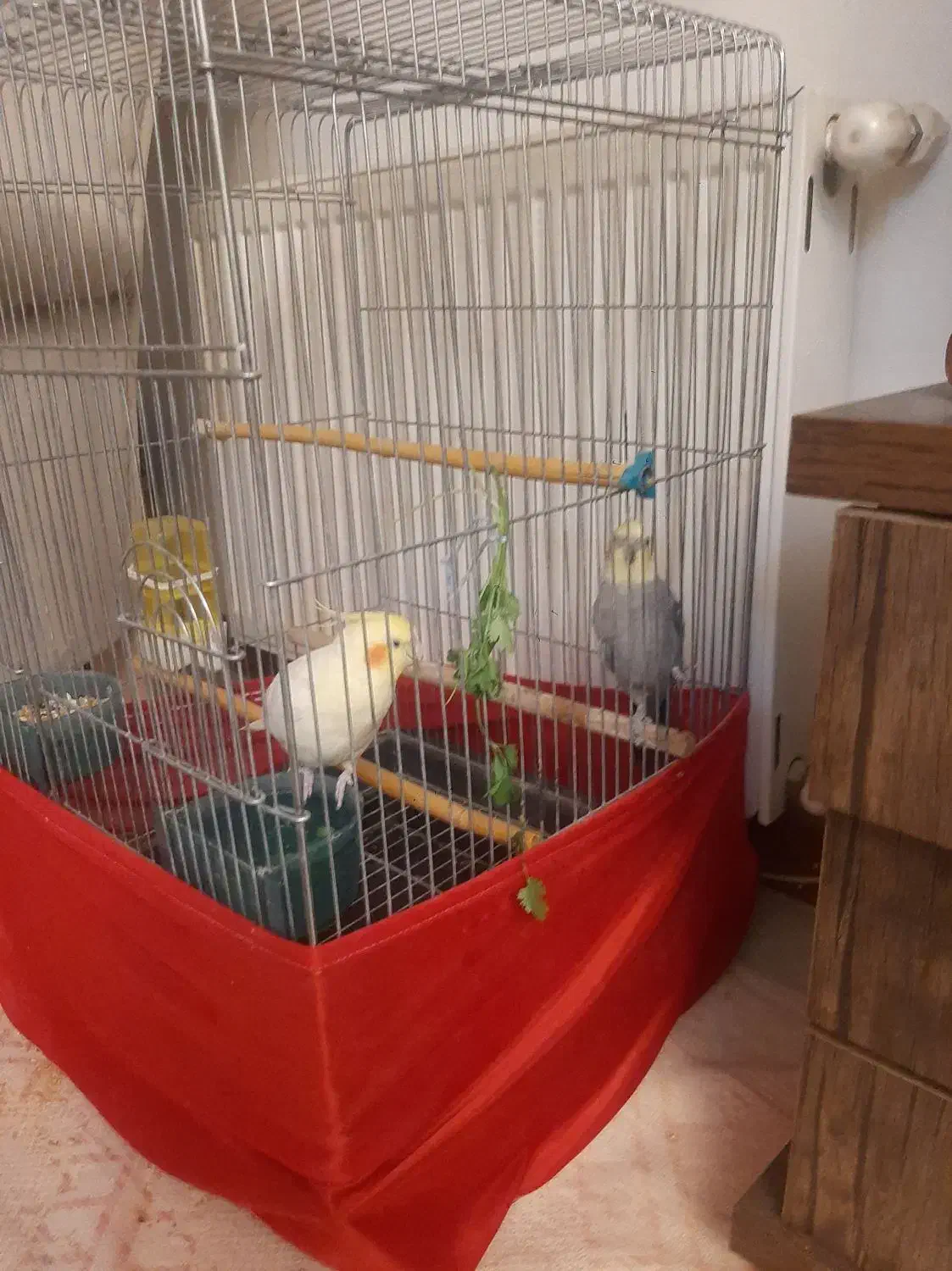 عروس هلندی نر بالغ و مست|پرنده|ملارد, |دیوار