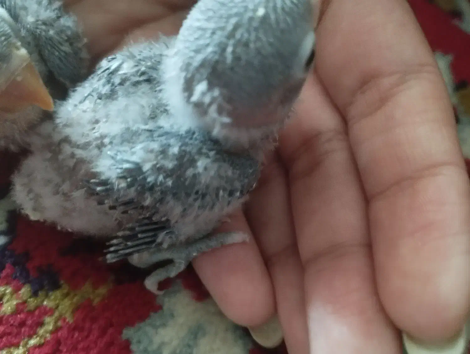 کوتوله برزیلی|پرنده|مبارکه, |دیوار