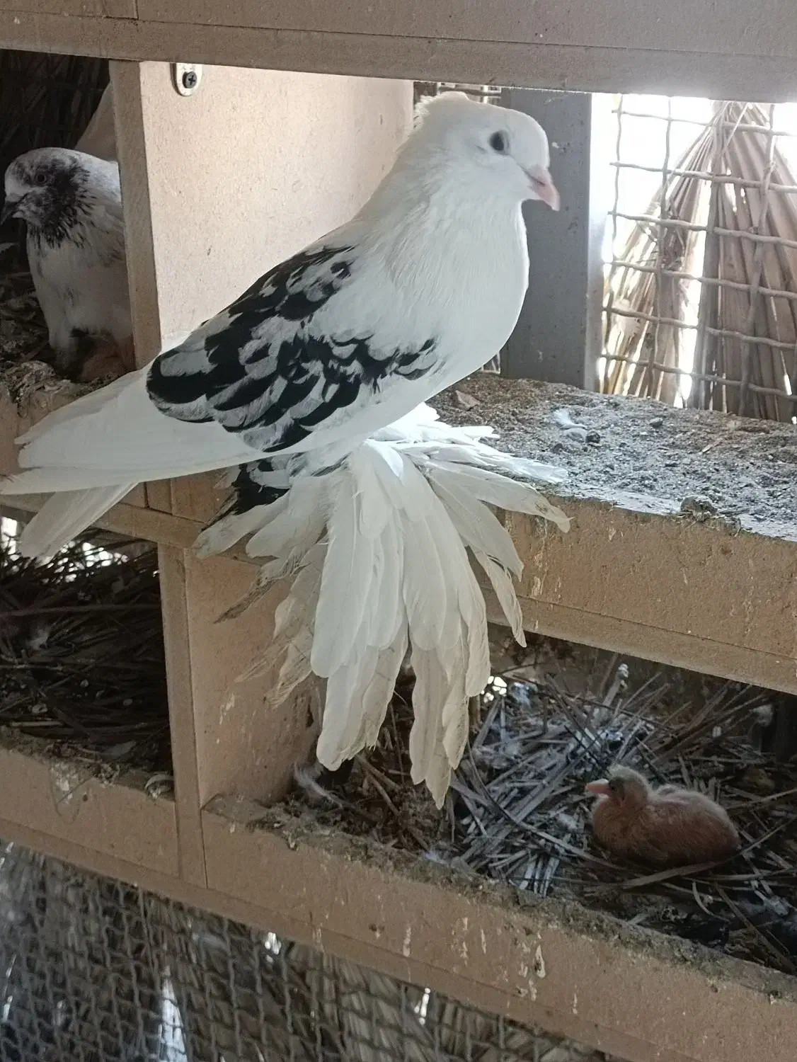 خرید و فروش کرمان هرمزگان|گردهمایی و همایش|منوجان, |دیوار