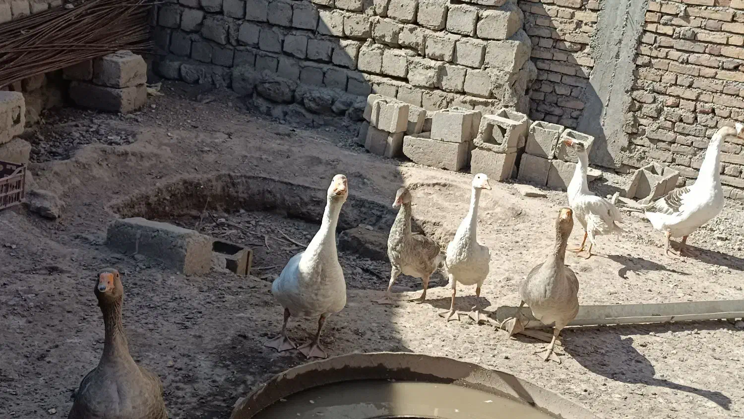 غاز|حیوانات مزرعه|مشگین شهر, |دیوار