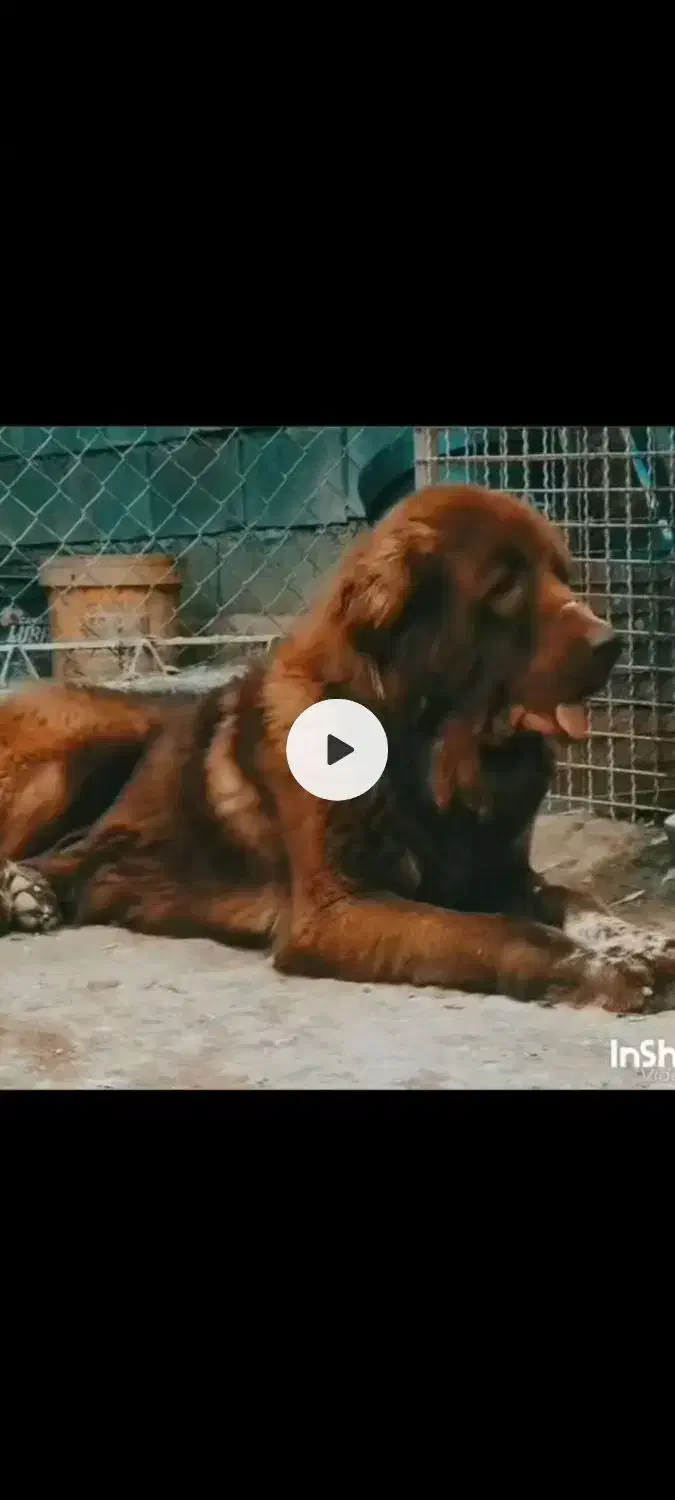 سگ سرخ درشت گله ای|سگ|دهق, |دیوار