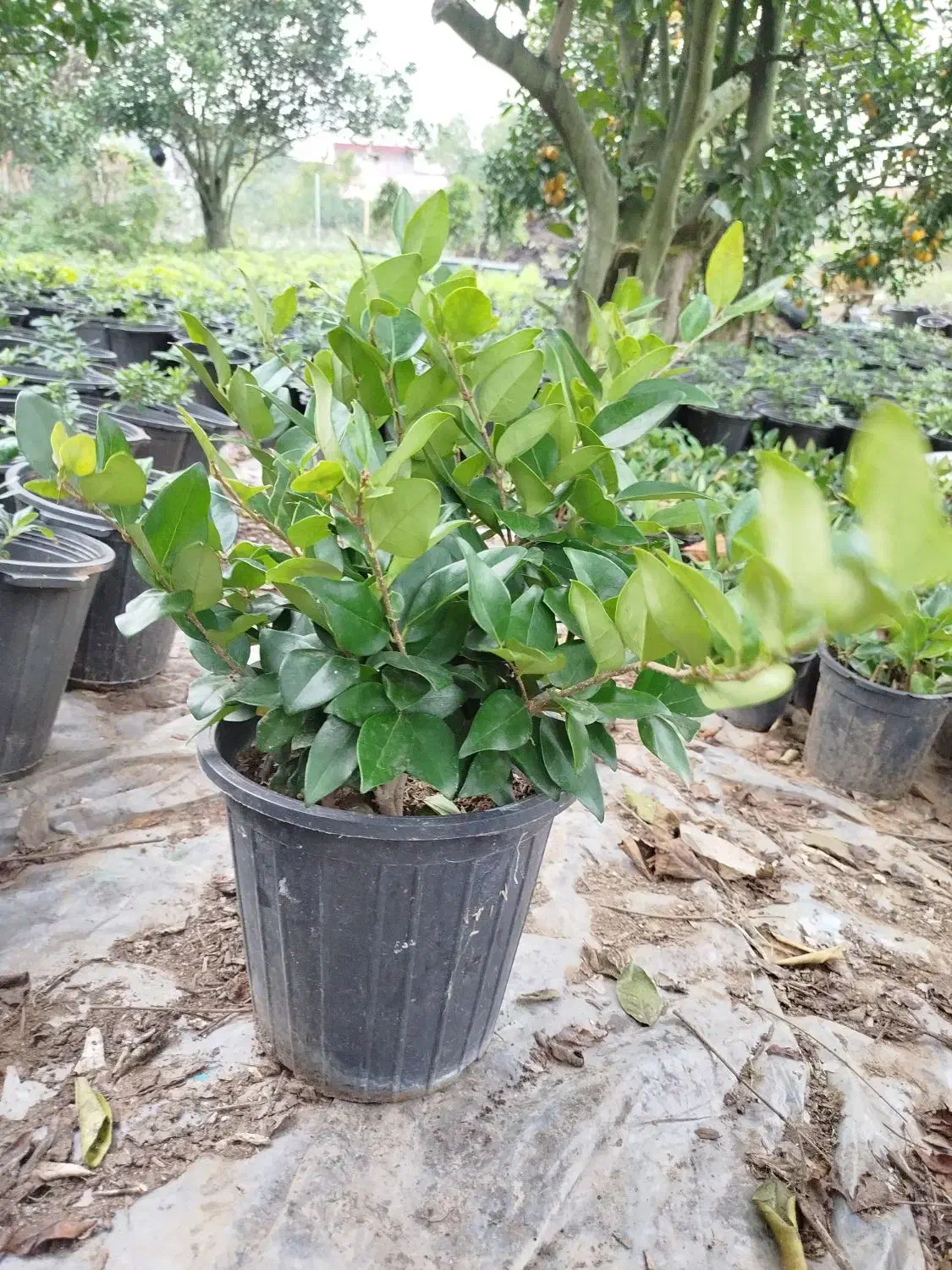 یاس هلندی|گل و گیاه طبیعی|کلاچای, |دیوار