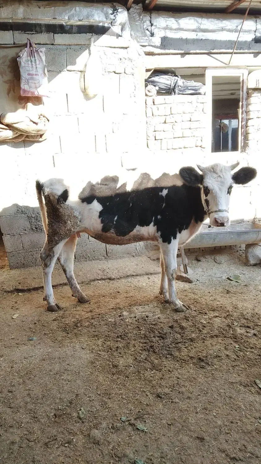 کاوه دورگه|حیوانات مزرعه|جوانرود, |دیوار