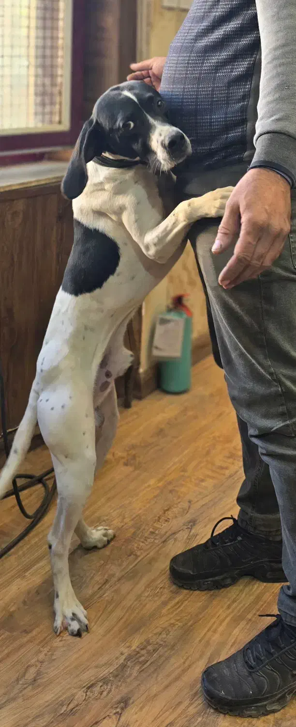 سگ شکاری گمشده|حیوانات|باسمنج, |دیوار