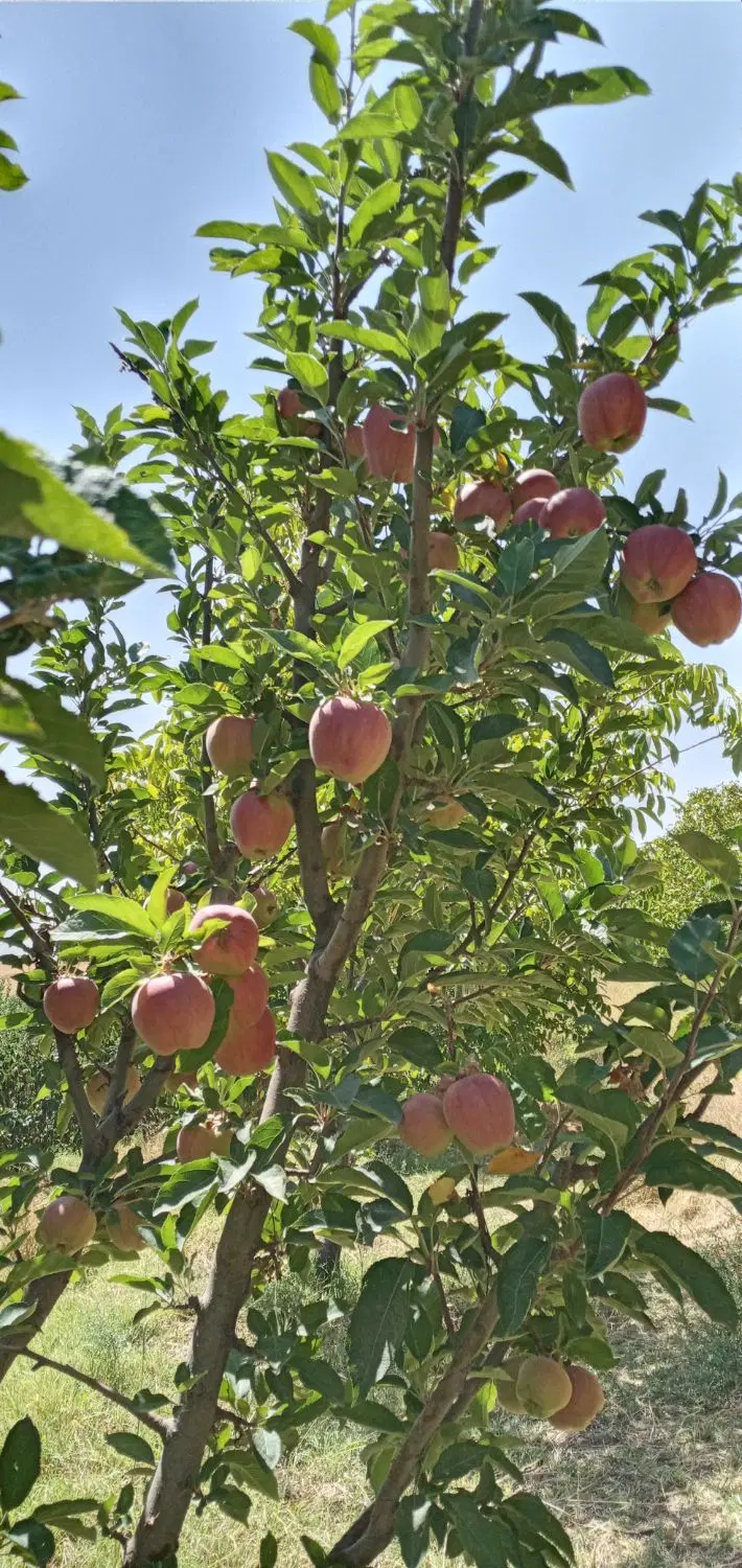 سیب|عمده‌فروشی|ترکمانچای, |دیوار