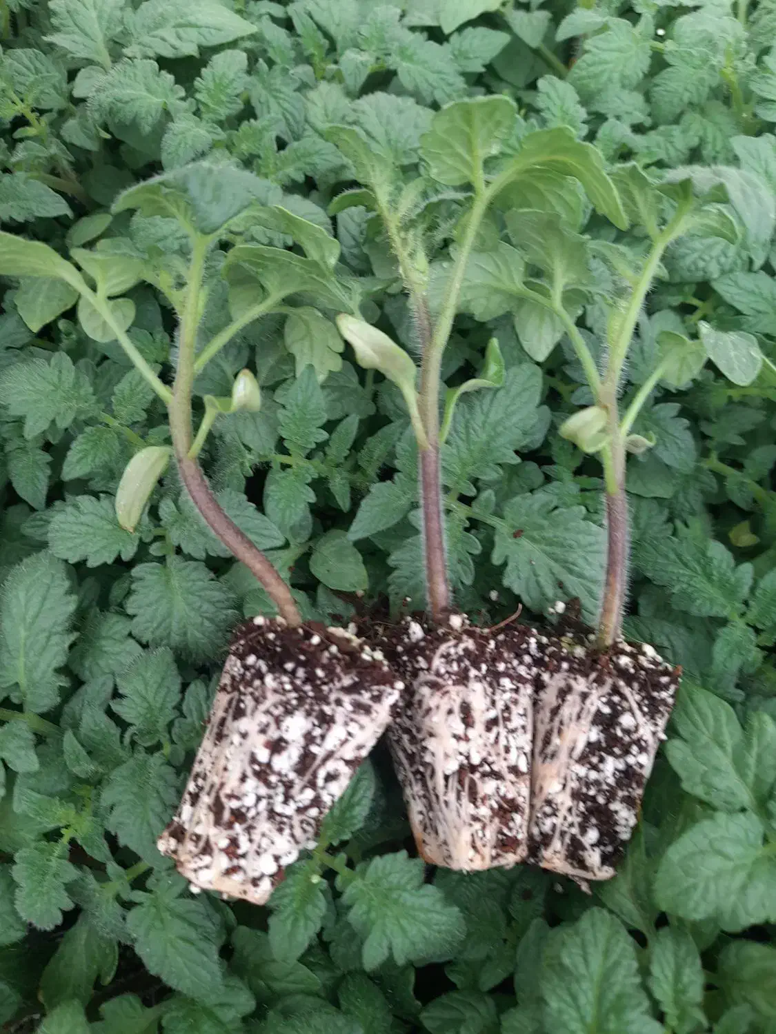 تولید و عرضه انواع نشا صیفیجات|خدمات باغبانی و درختکاری|مرودشت, رامجرد یک|دیوار