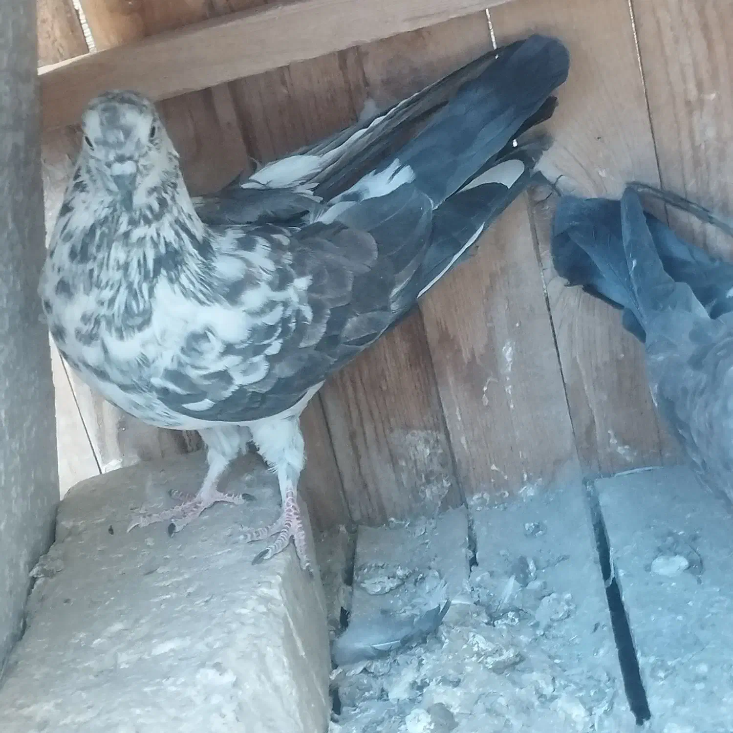 کبوتر سوسکی|پرنده|اصفهان, جلالیه|دیوار