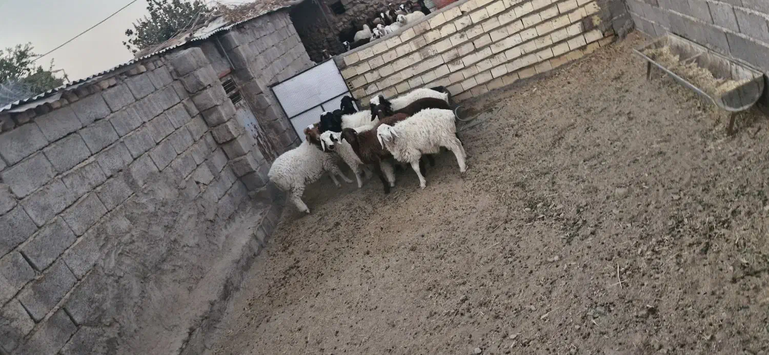بره شیر|حیوانات مزرعه|سیرجان, |دیوار