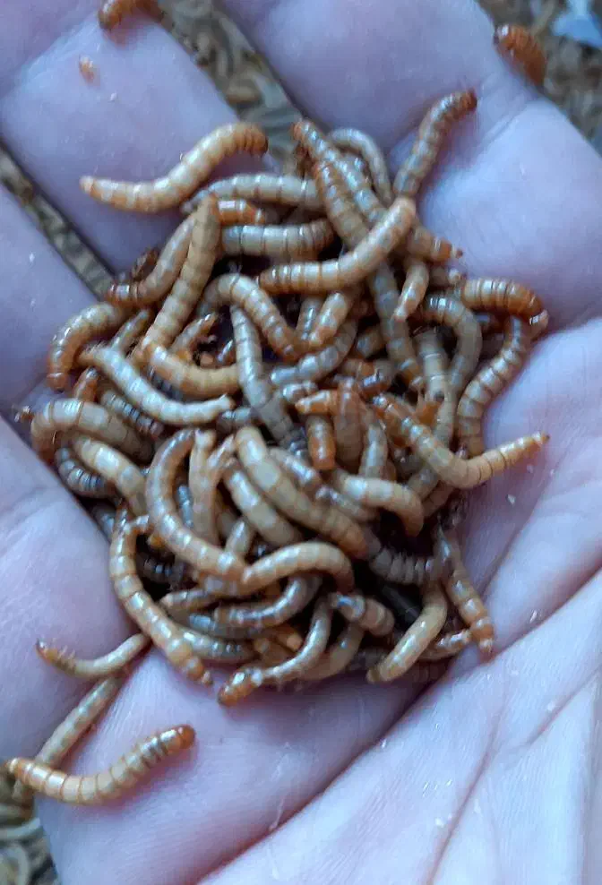 میلورم زنده و خشک|خزنده|شاهینشهر, شیخ بهایی|دیوار