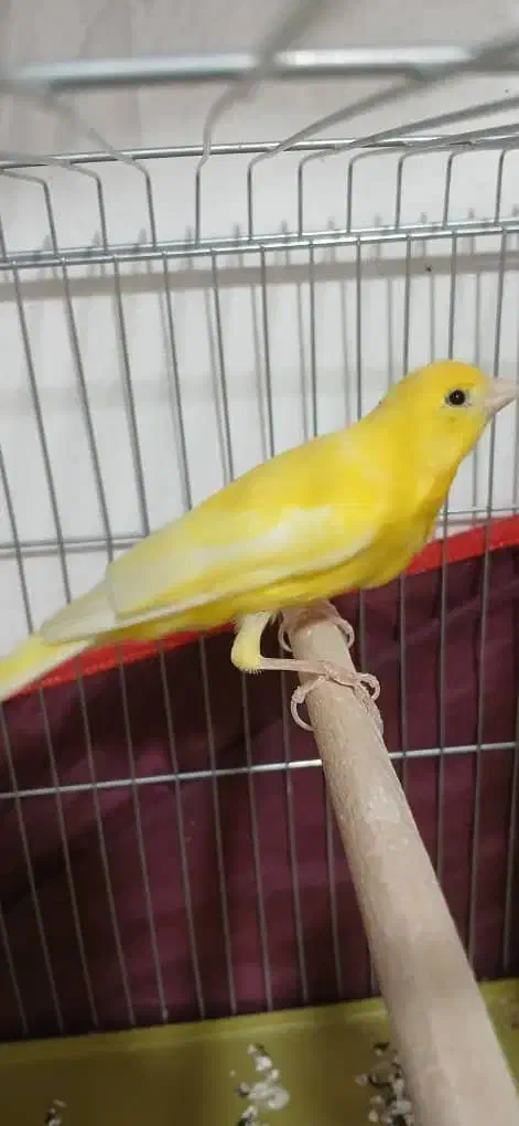 قناری|پرنده|خورموج, |دیوار