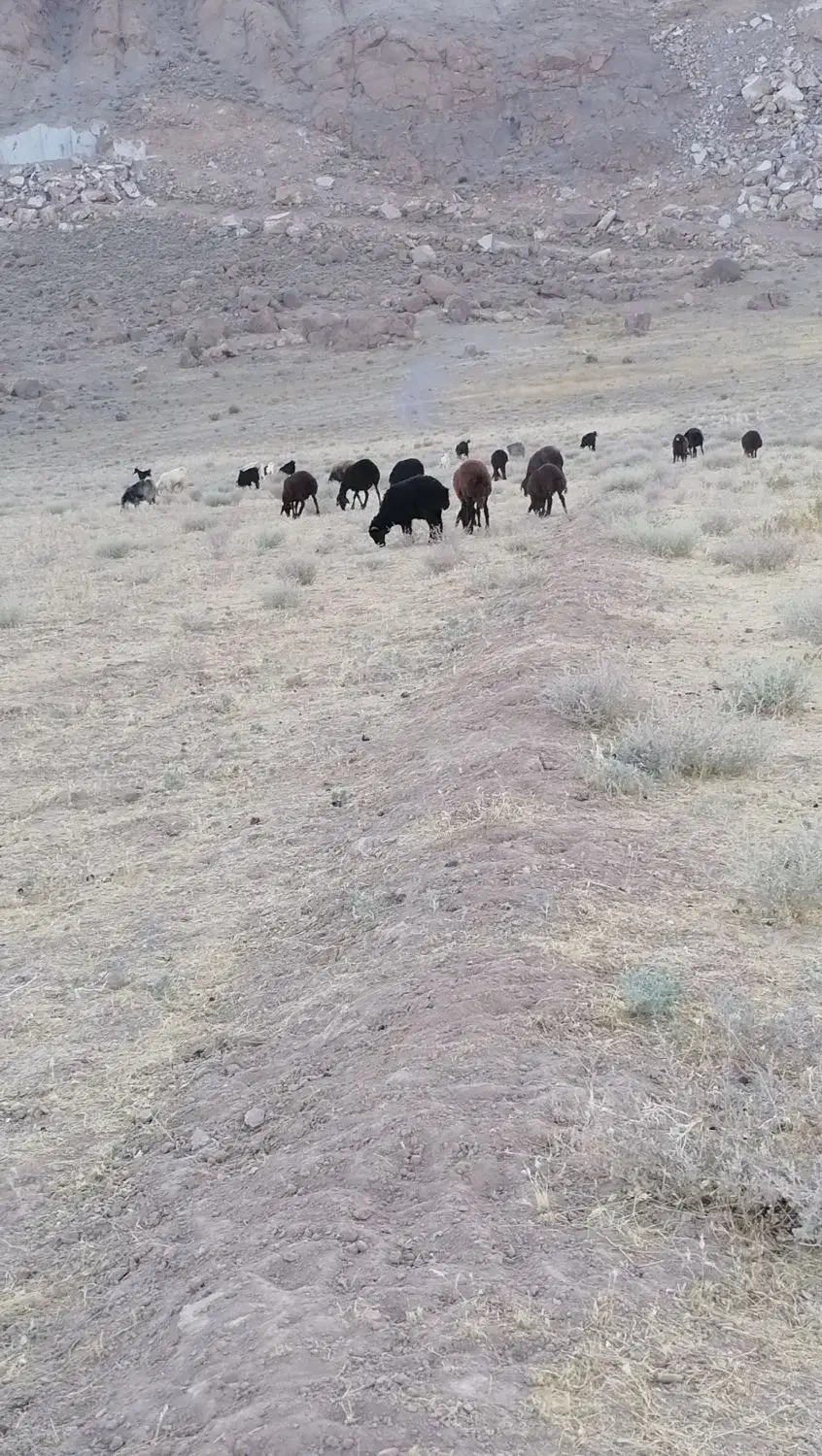 بره هترو ژندار بره نر|حیوانات مزرعه|ارسنجان, |دیوار