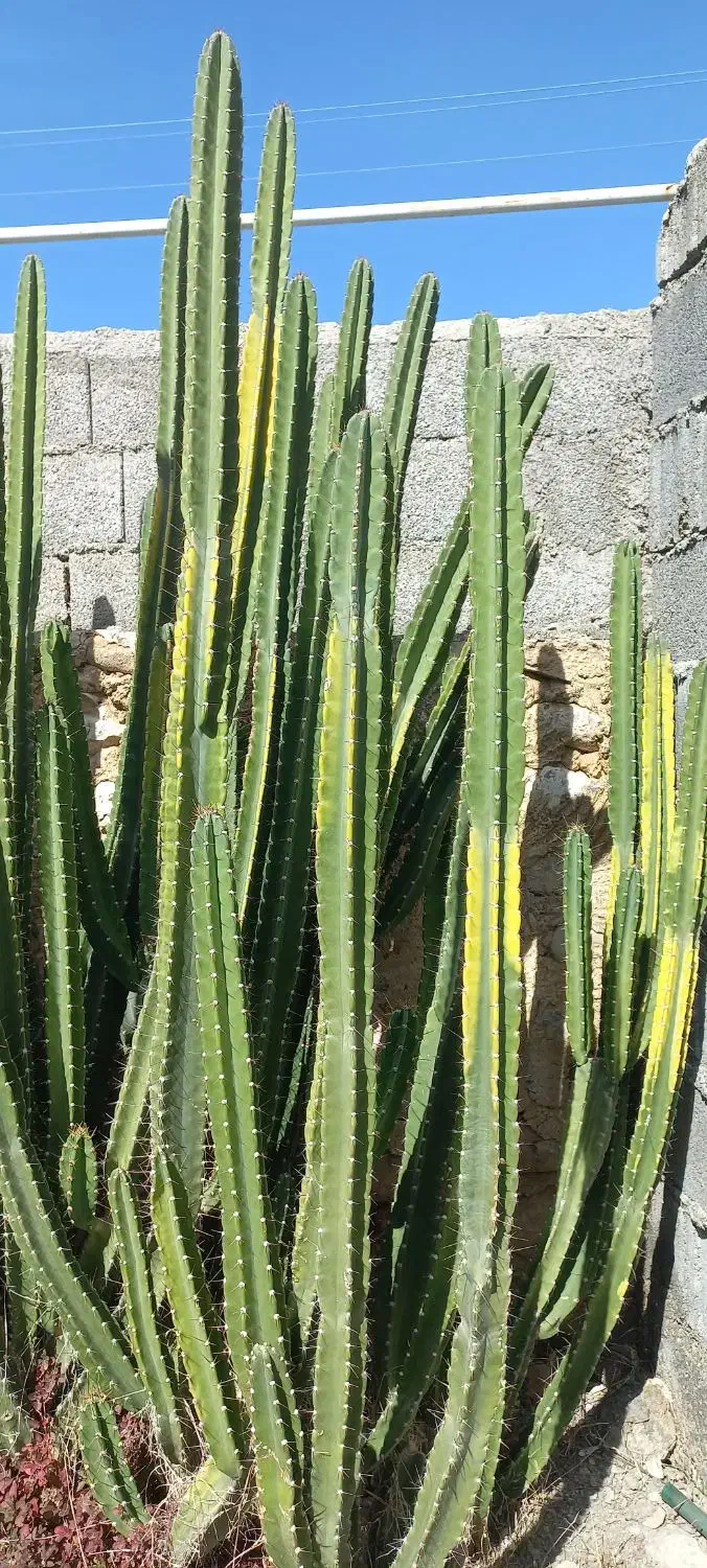 کاکتوس|گل و گیاه طبیعی|خورموج, |دیوار