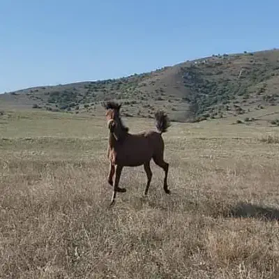 کره اسب آینده دار نریان|اسب و تجهیزات اسب‌سواری|اردبیل, |دیوار