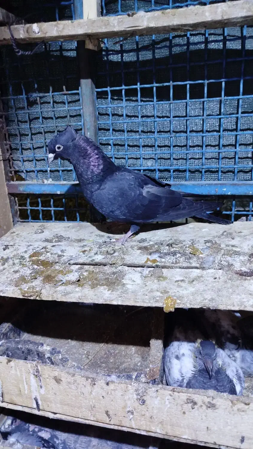 کبوتر بوشهری|پرنده|خورموج, |دیوار