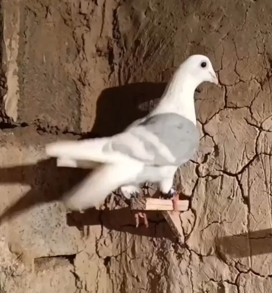 کفتر گمشده|حیوانات|چناران, |دیوار