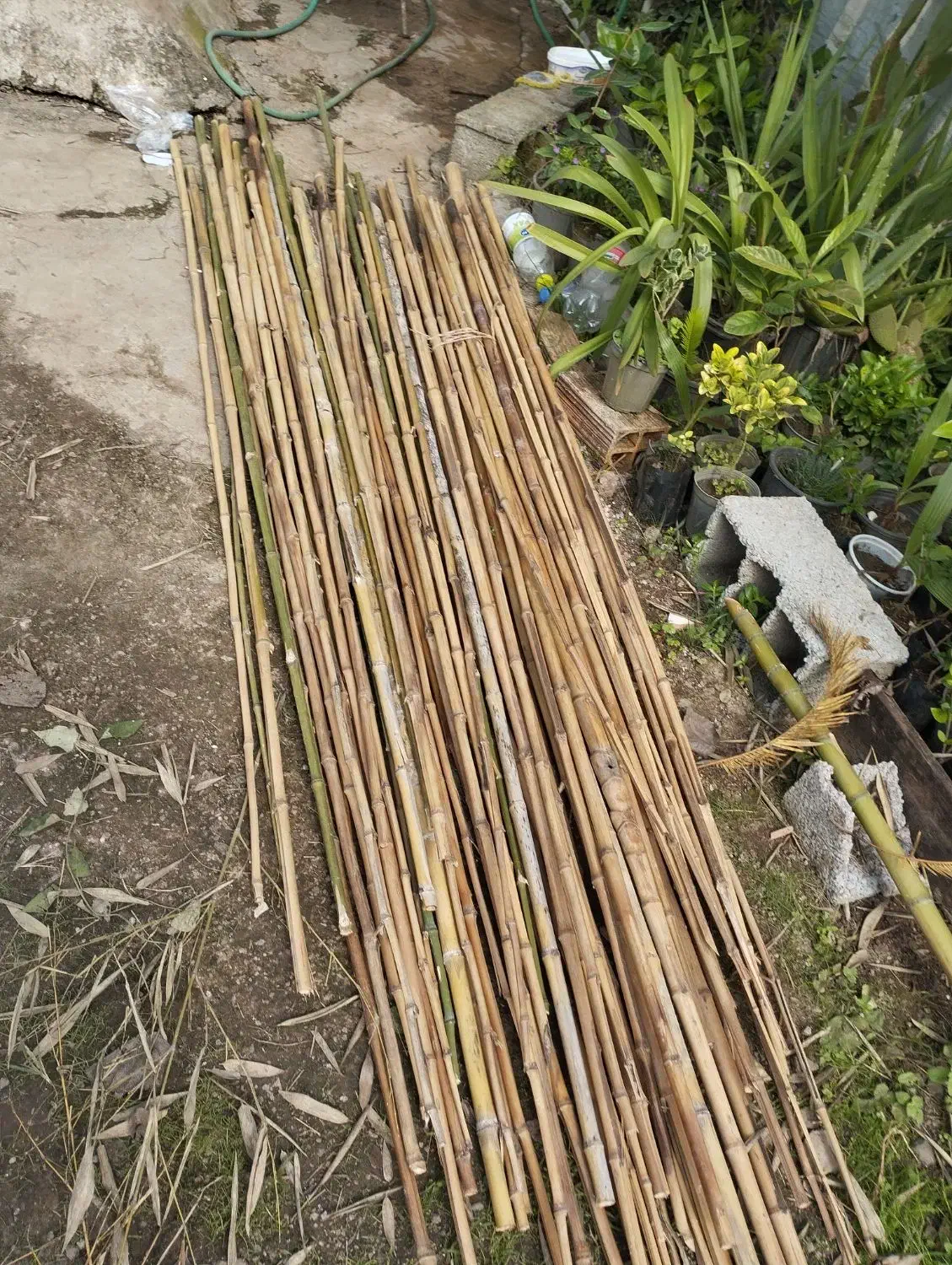 نی خیزران یا بامبو|خدمات باغبانی و درختکاری|املش, |دیوار