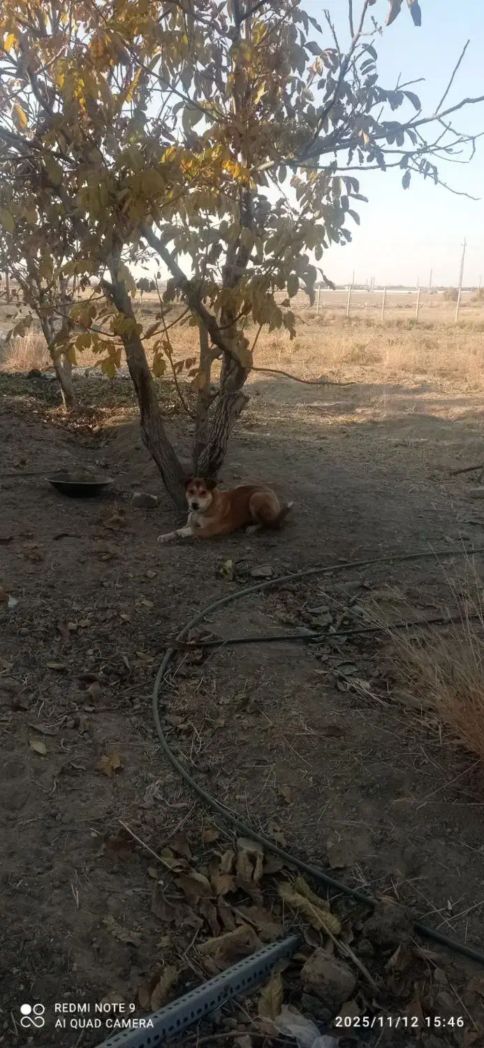 توله سگ|سگ|رزن, |دیوار