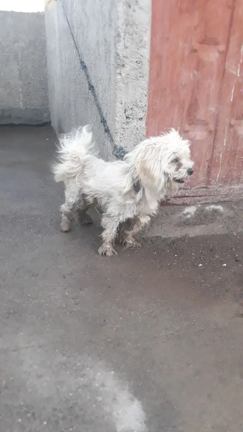 سگ سفید پاکوتاه|سگ|گرگان, |دیوار