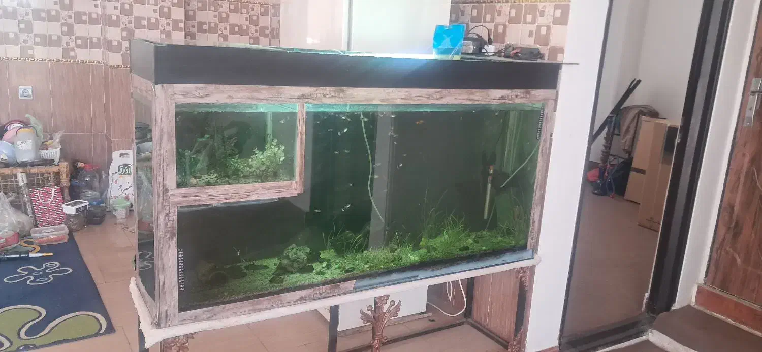 اکواریوم بزرگ و تمام وسایل ها|ماهی|زنجان, |دیوار