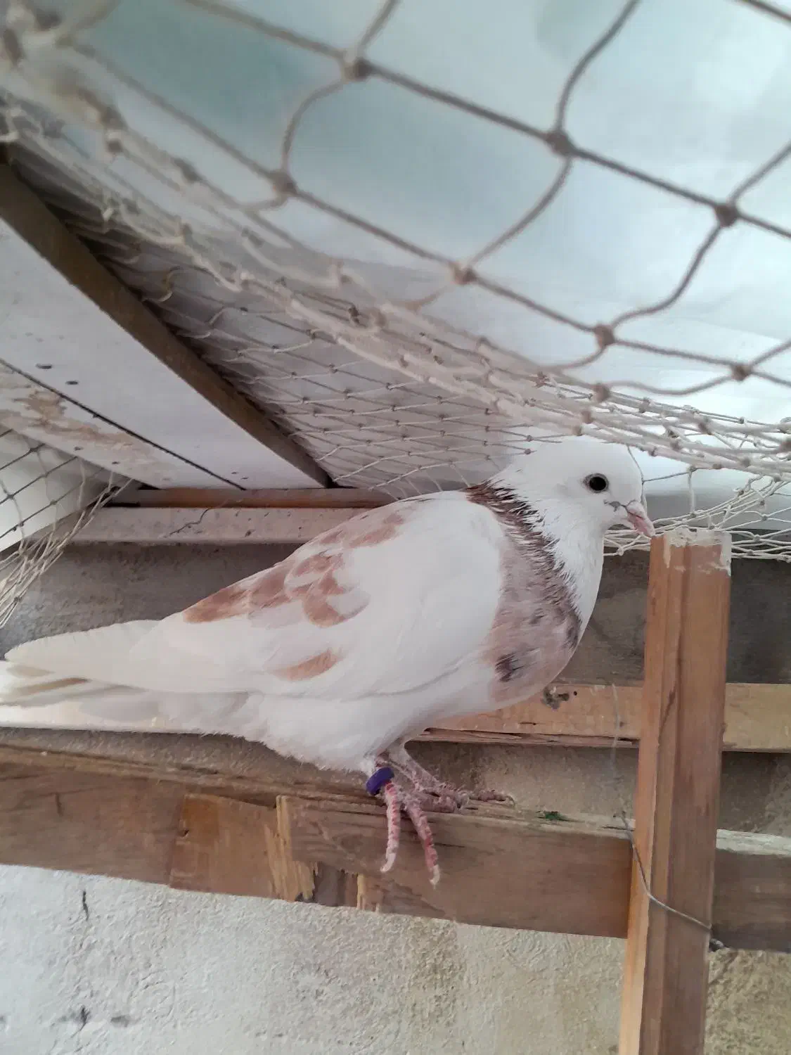 چند جفت کفتر هم جنس هم پرش|پرنده|تهران, شهرک ولیعصر شمالی|دیوار