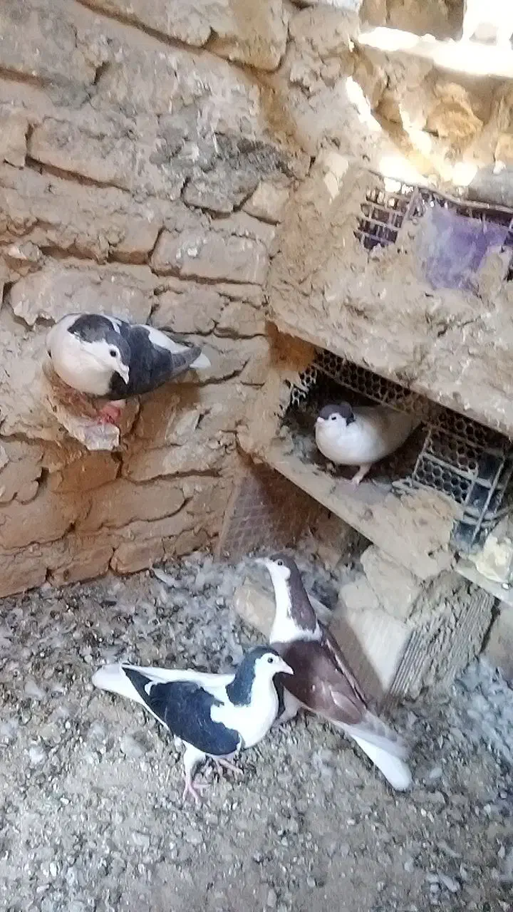 عشق بازا|پرنده|طبس, |دیوار