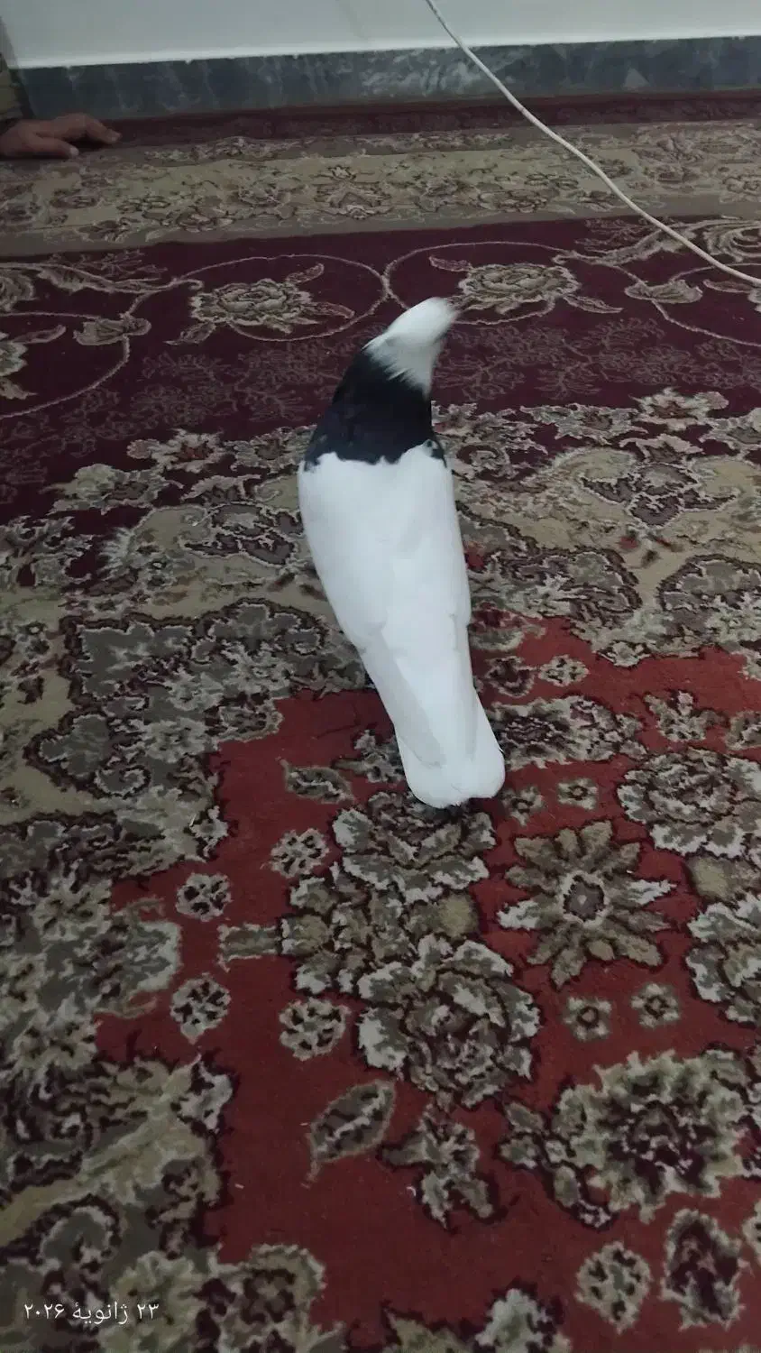 کبوتر طوقی|پرنده|گتوند, |دیوار