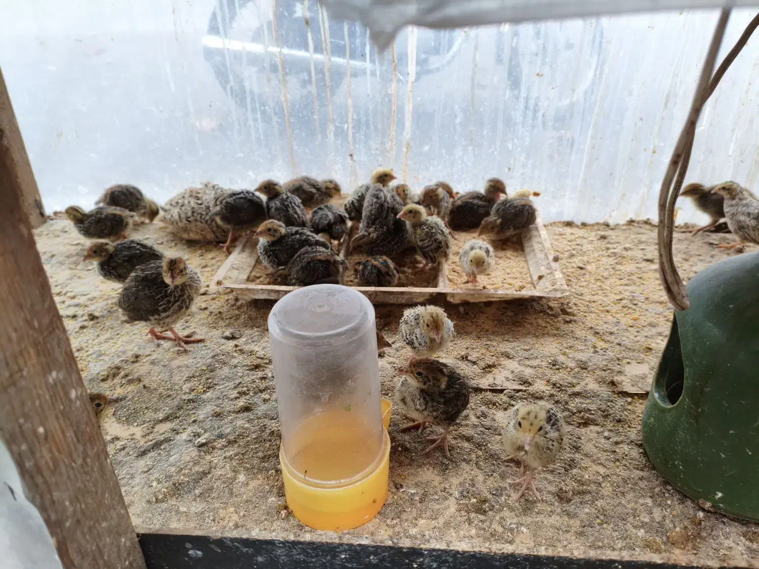 بلدرچین|حیوانات مزرعه|آستارا, |دیوار