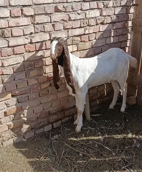 بز گلابی اصل|حیوانات مزرعه|زابل, |دیوار