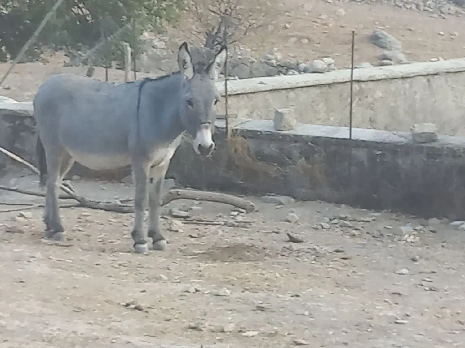 25.000.000|حیوانات مزرعه|لوداب, |دیوار