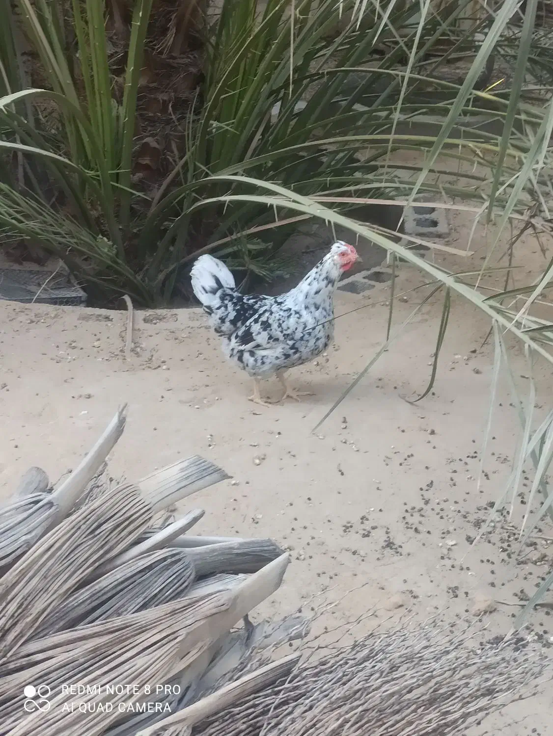 فروش مرغ تخم گذار|حیوانات مزرعه|آبپخش, |دیوار