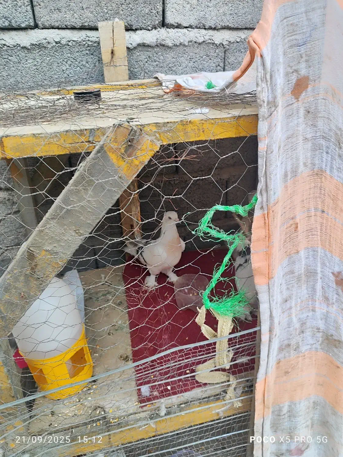 کبوتر ترکی مفقودی|پرنده|بند زرک, |دیوار