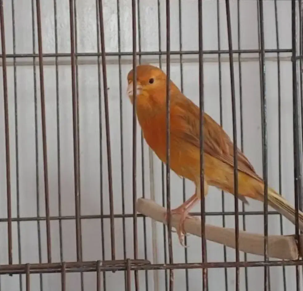 قناری ماده|پرنده|اراک, |دیوار