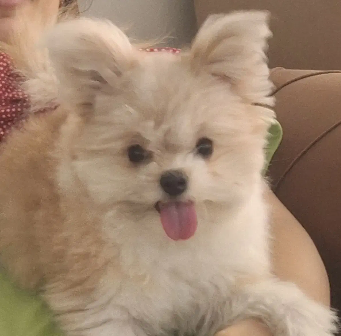 سگ گمشده|حیوانات|اصفهان, خانه اصفهان|دیوار