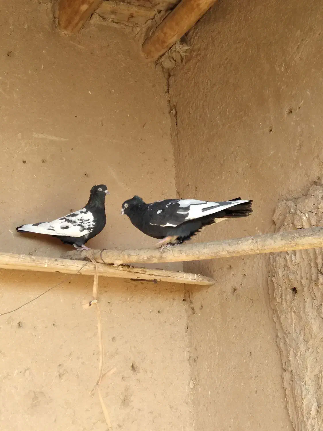 جفت کبوتر سینه سیا|پرنده|اسفراین, |دیوار