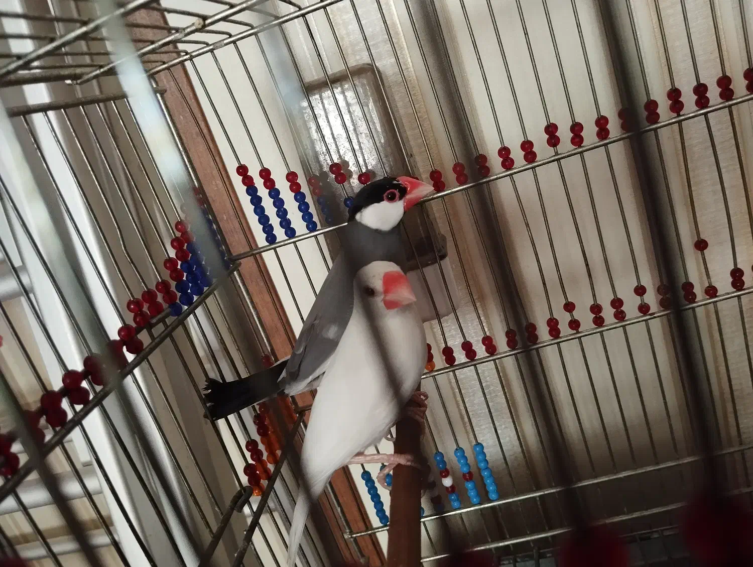 فنچ نرگسی|پرنده|گنبد کاووس, |دیوار