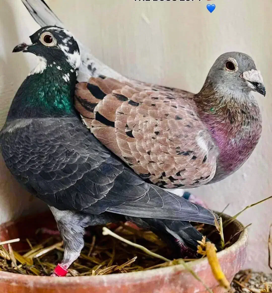 فروش ۱۲عدد نر دسته اولی|پرنده|کازرون, |دیوار