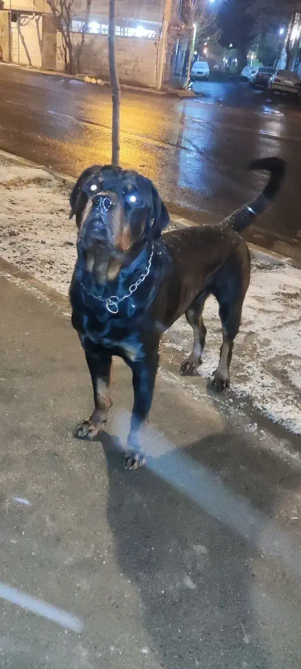 واگذاری ژرمن روت پیتبول|سگ|تهران, سلسبیل شمالی|دیوار