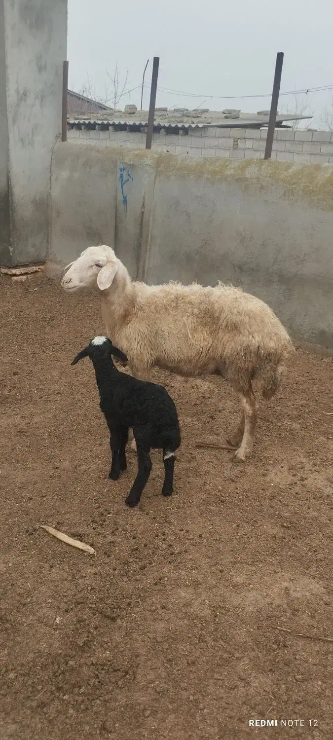 گوسفند|حیوانات مزرعه|سیمین شهر, |دیوار