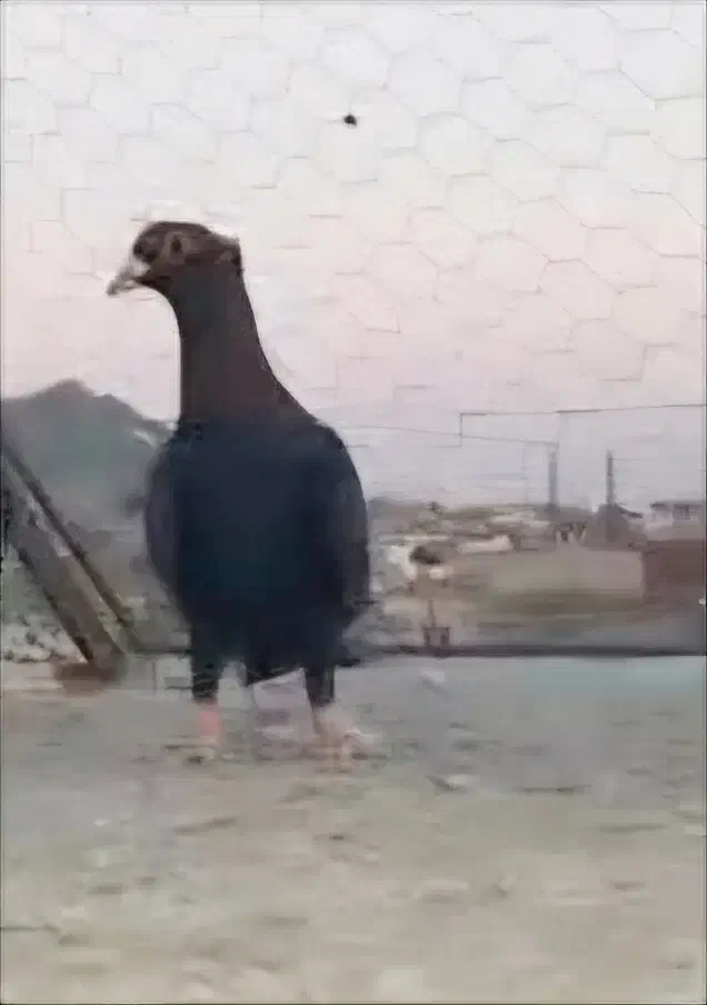 کفتر رنگی نابلد|پرنده|زاهدان, |دیوار