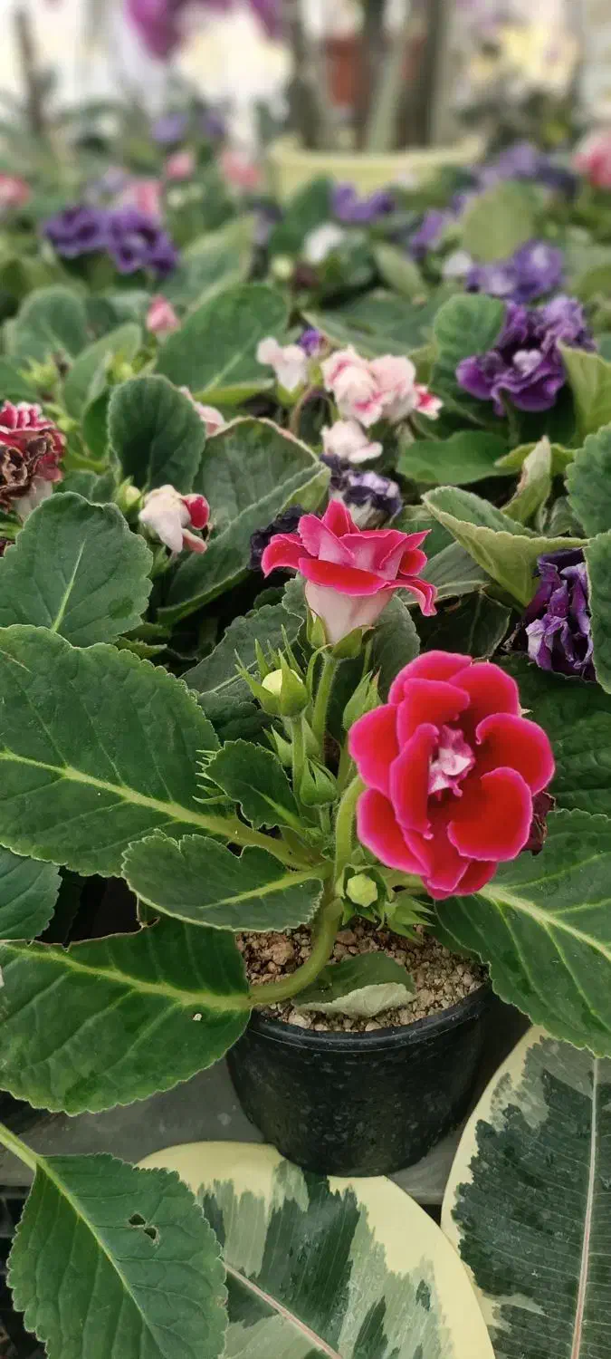 باغبانی حرفه ای -از مشاوره تا اجرای کامل|خدمات باغبانی و درختکاری|مشهد, سجاد شهر|دیوار