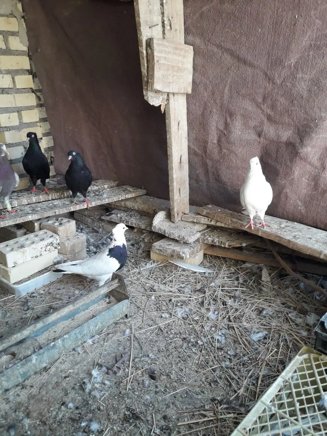 کبوتر برای فروش|پرنده|شادگان, |دیوار