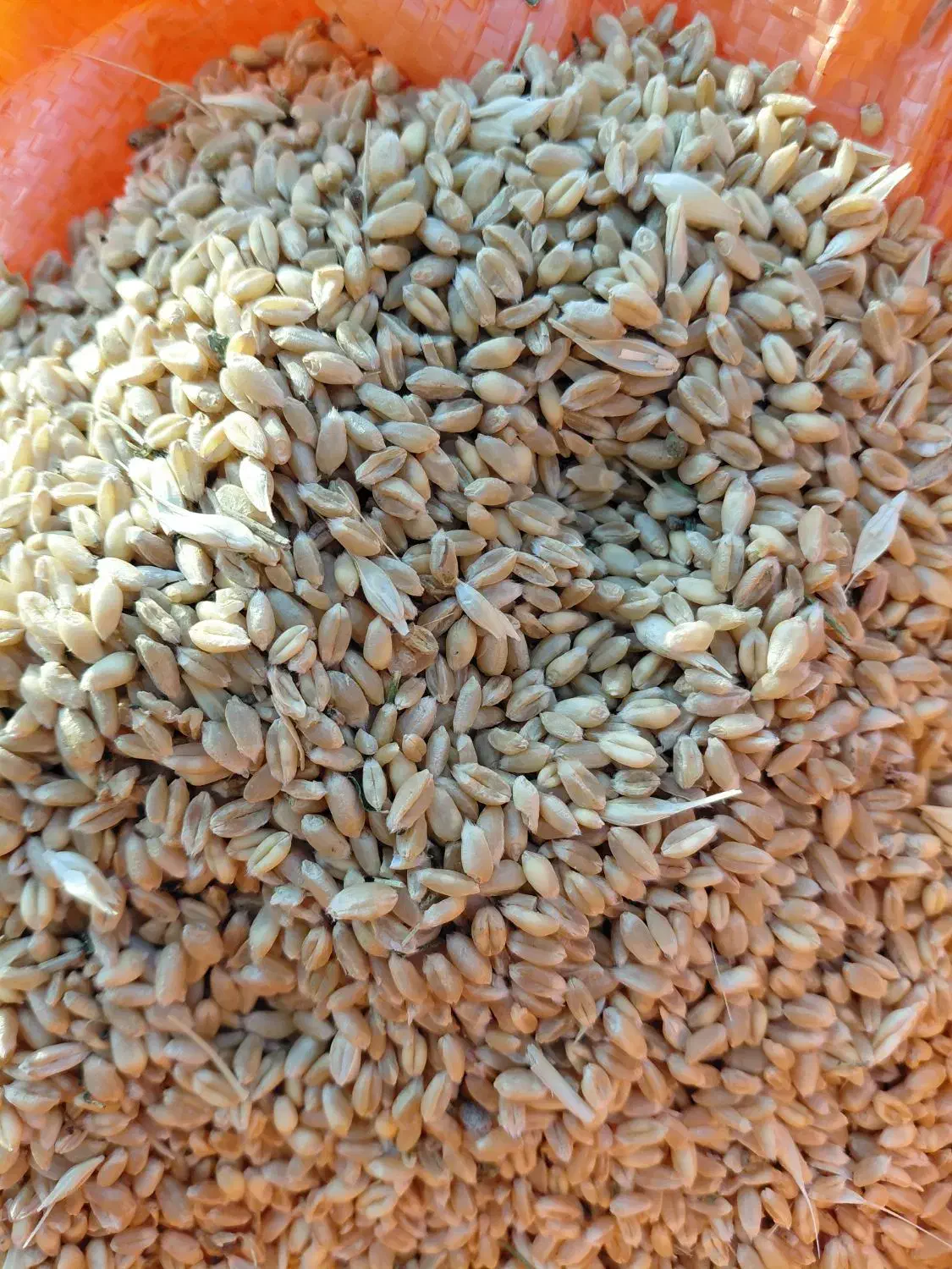 گندم پیشگام برای دام و کاشت|خوردنی و آشامیدنی|شوط, |دیوار