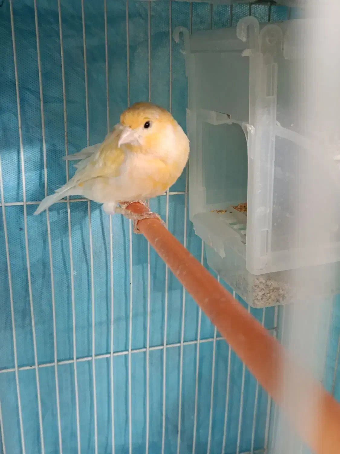 قناری نروماده بسیار آماده به شرط میدم|پرنده|مشهد, قائم|دیوار