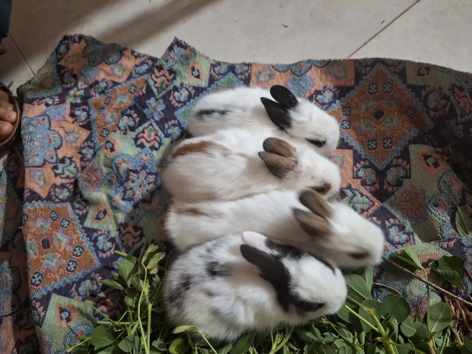 خرگوش|موش و خرگوش|آران و بیدگل, |دیوار