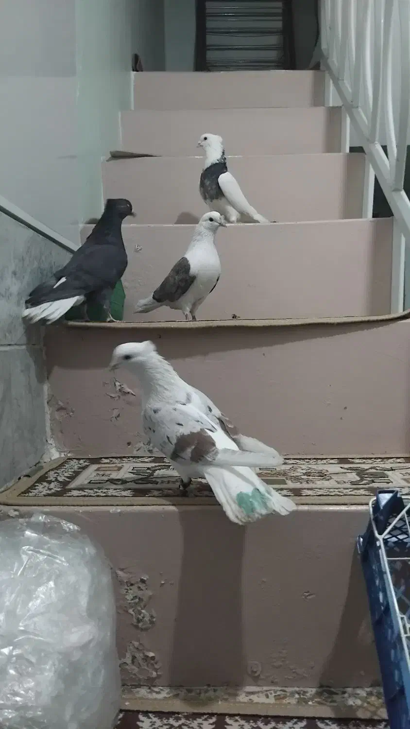 ۴ تا کبوتر|پرنده|بروجرد, |دیوار