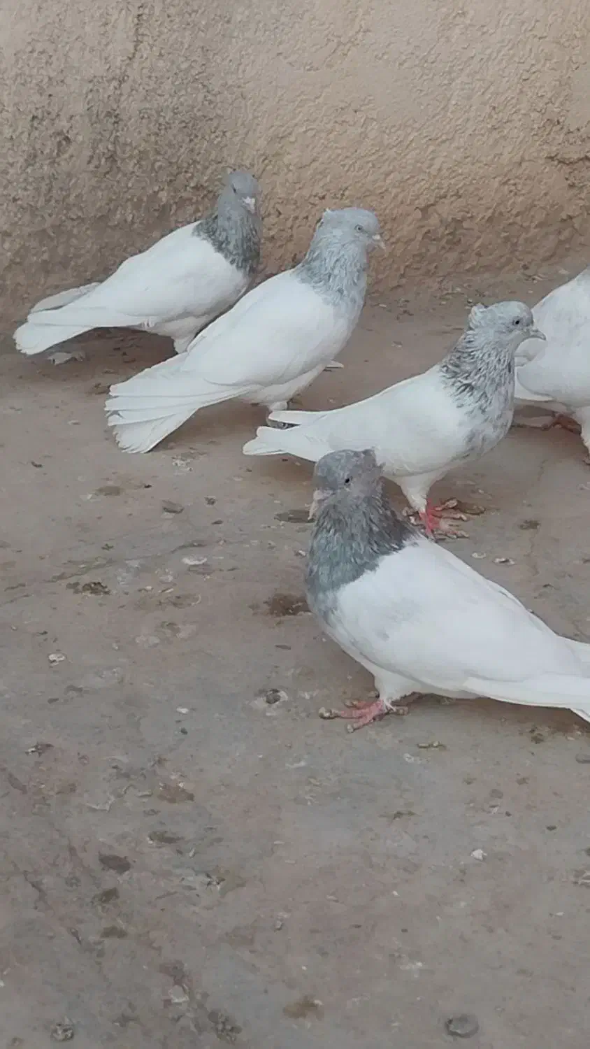 کبوتر کله الماسی وآبی|پرنده|قم, دورشهر|دیوار